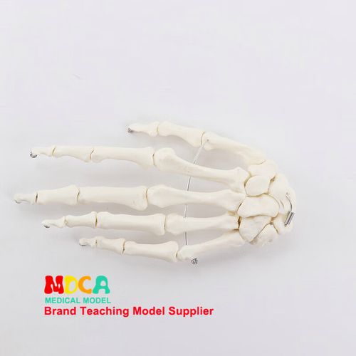 人體手骨模型 1:1比例手關(guān)節(jié)與手指骨骼結(jié)構(gòu)的康復(fù)教學(xué)利器